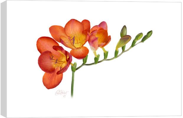 Freesia Flower Original Artwork Canvas Print by Carol Herbert