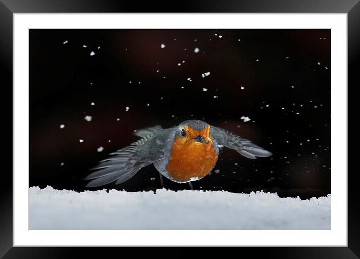 Robin amongst the snow Framed Mounted Print by Martin Lawrence