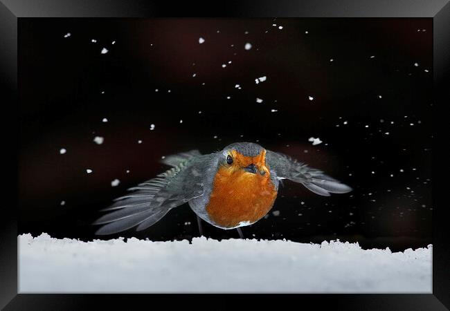 Robin amongst the snow Framed Print by Martin Lawrence