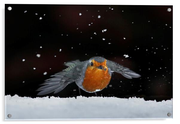 Robin amongst the snow Acrylic by Martin Lawrence