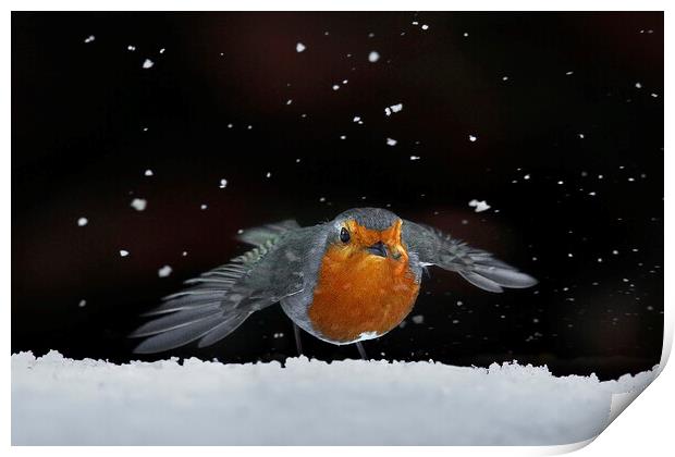 Robin amongst the snow Print by Martin Lawrence