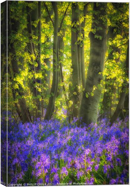 Soft focus of Bluebell's in a wood 126 Canvas Print by PHILIP CHALK