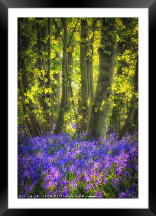 Soft focus of Bluebell's in a wood 126 Framed Mounted Print by PHILIP CHALK