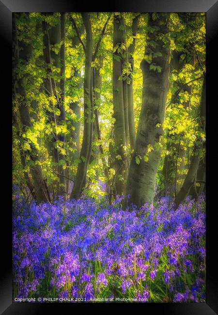 Soft focus of Bluebell's in a wood 126 Framed Print by PHILIP CHALK