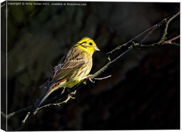 A yellowhammer sitting on a branch in a little sunlight Canvas Print by Vicky Outen