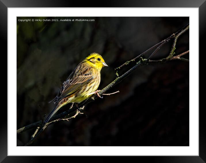 A yellowhammer sitting on a branch in a little sunlight Framed Mounted Print by Vicky Outen