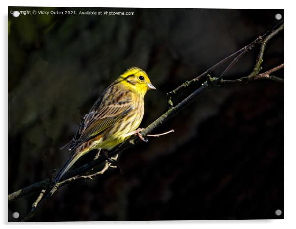 A yellowhammer sitting on a branch in a little sunlight Acrylic by Vicky Outen