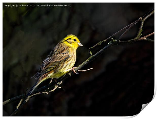 A yellowhammer sitting on a branch in a little sunlight Print by Vicky Outen
