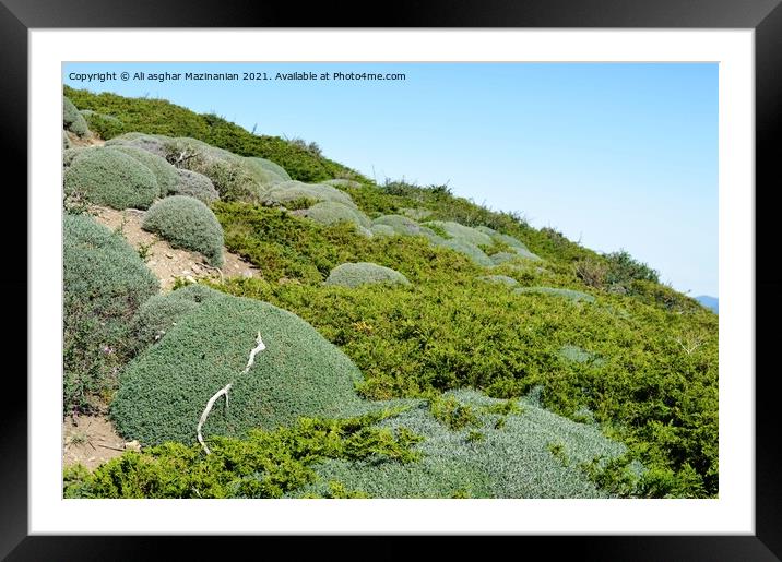 Green bushes on mountain, Framed Mounted Print by Ali asghar Mazinanian