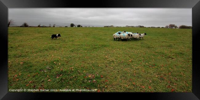 Sheep roundup  Framed Print by Stephen Hamer
