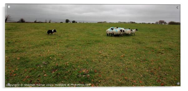Sheep roundup  Acrylic by Stephen Hamer
