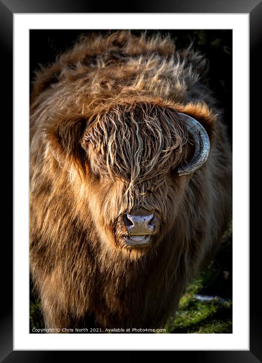 Highland portait Framed Mounted Print by Chris North
