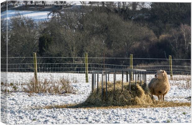 This hay is mine Canvas Print by Kevin White