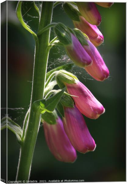Beautiful Sunlit Pink Digitalis Flower Canvas Print by Imladris 