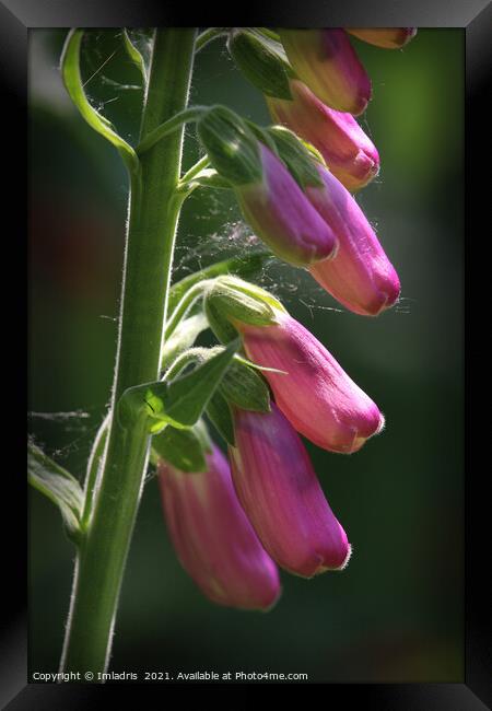 Beautiful Sunlit Pink Digitalis Flower Framed Print by Imladris 