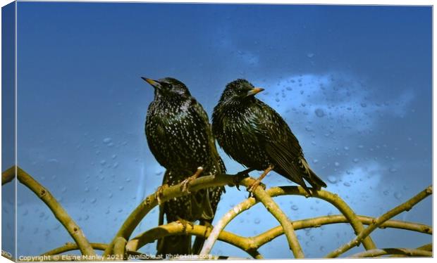 Starlings Canvas Print by Elaine Manley