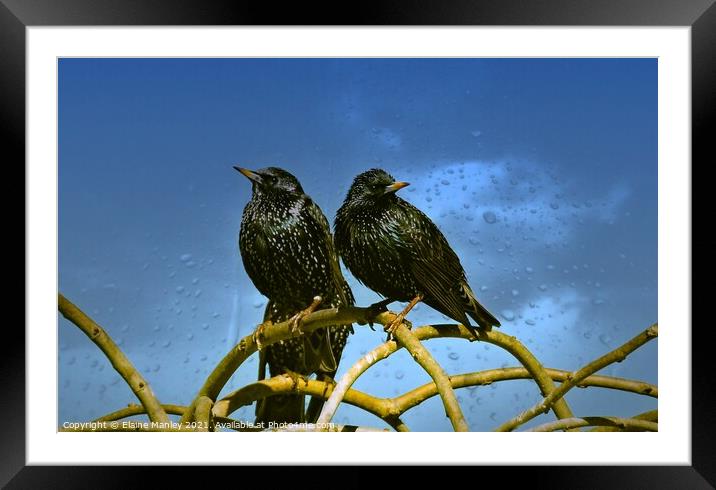 Starlings Framed Mounted Print by Elaine Manley