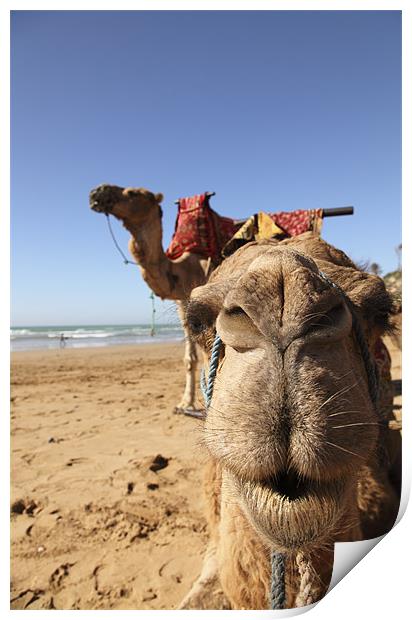 camel Print by milena boeva