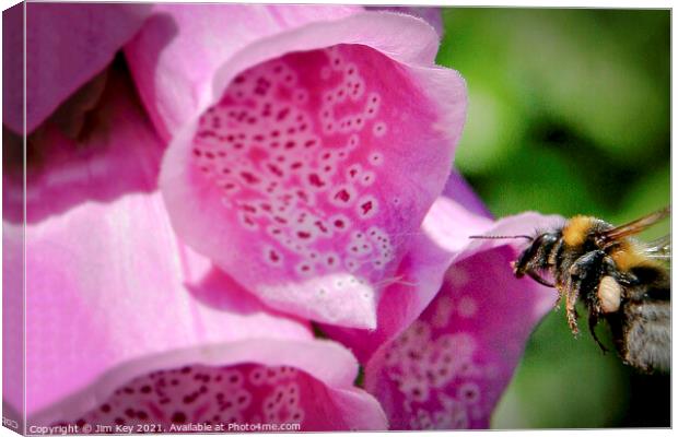 Bumble Bee and a Foxglove Close Up Canvas Print by Jim Key