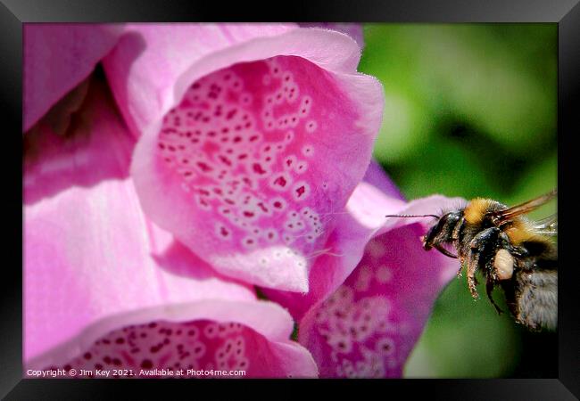 Bumble Bee and a Foxglove Close Up Framed Print by Jim Key