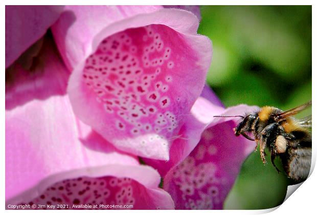 Bumble Bee and a Foxglove Close Up Print by Jim Key