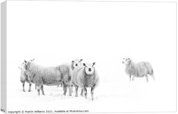 Sheep on the North York Moors in snow. Canvas Print by Martin Williams
