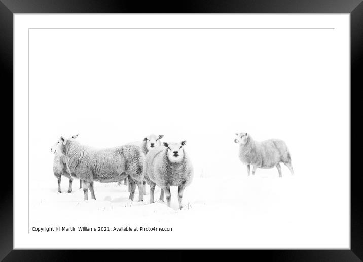Sheep on the North York Moors in snow. Framed Mounted Print by Martin Williams