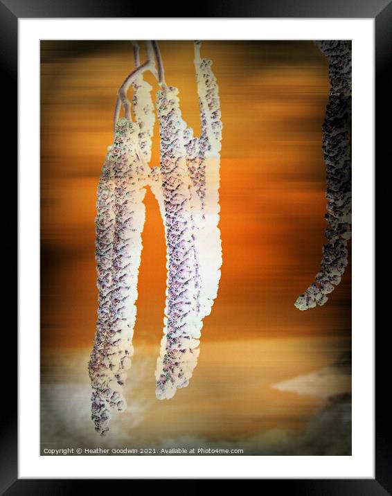Catkins Framed Mounted Print by Heather Goodwin