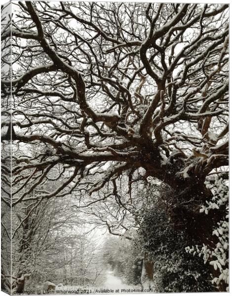Snow covered trees  Canvas Print by Liann Whorwood