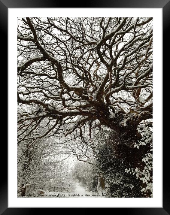 Snow covered trees  Framed Mounted Print by Liann Whorwood