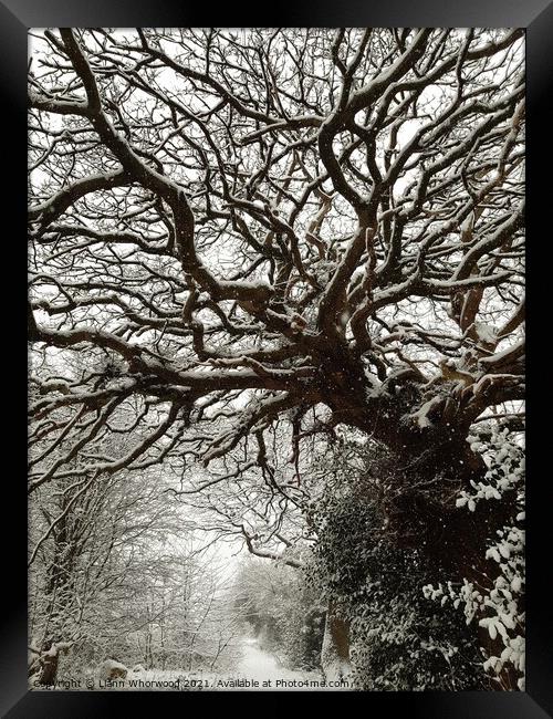 Snow covered trees  Framed Print by Liann Whorwood