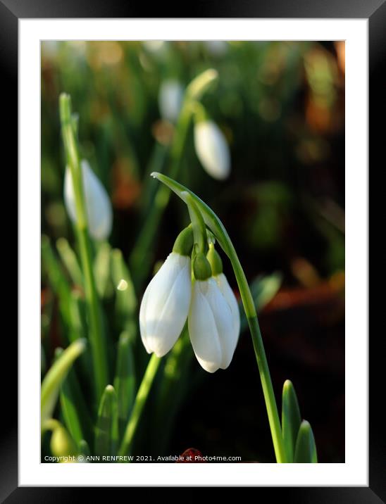 Snowdrops Framed Mounted Print by ANN RENFREW