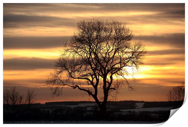 Tree silhouette sunset Print by Simon Johnson
