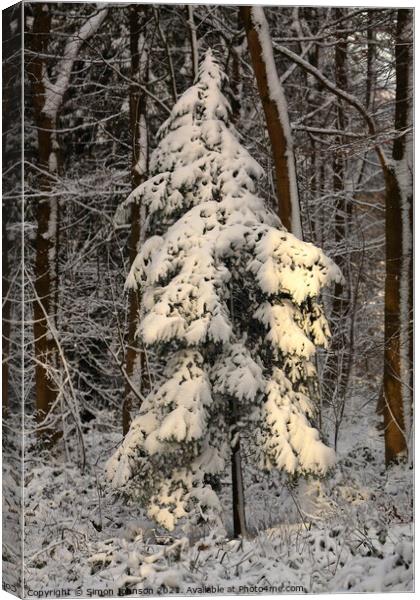 sunlit winter fir tree Canvas Print by Simon Johnson