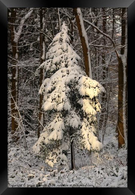 sunlit winter fir tree Framed Print by Simon Johnson