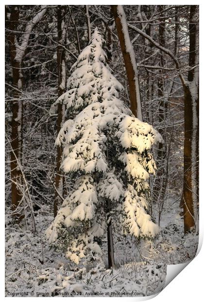 sunlit winter fir tree Print by Simon Johnson