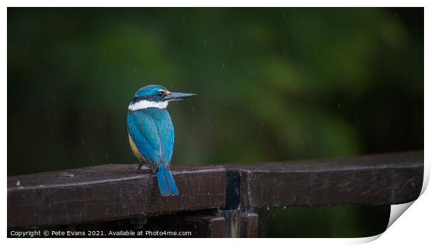 Kingfisher in the Rain Print by Pete Evans
