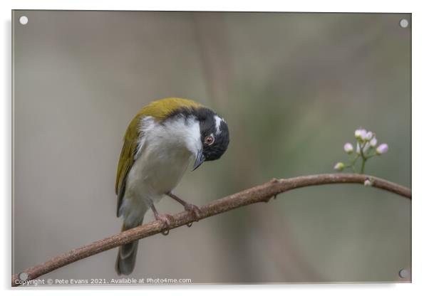 white throated honeyeater Acrylic by Pete Evans