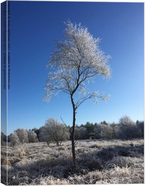 Frosty tree Canvas Print by Andy Lightbody