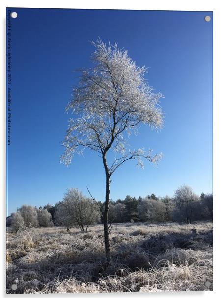 Frosty tree Acrylic by Andy Lightbody