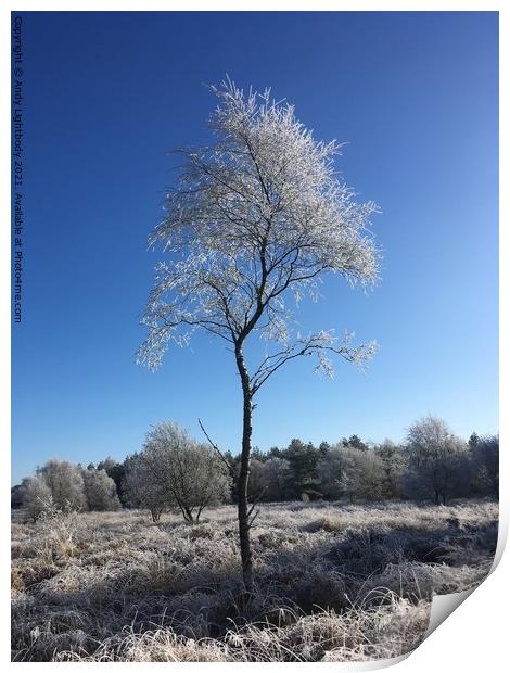 Frosty tree Print by Andy Lightbody