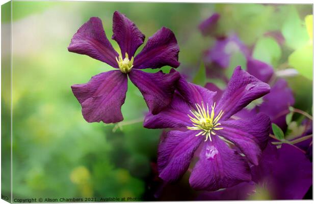 Late Summer Clematis  Canvas Print by Alison Chambers