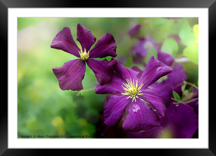 Late Summer Clematis  Framed Mounted Print by Alison Chambers