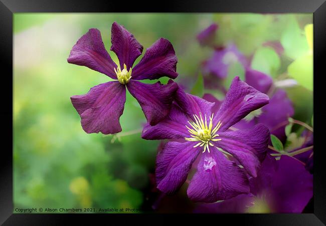 Late Summer Clematis  Framed Print by Alison Chambers