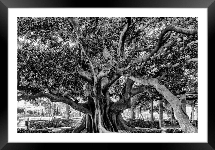 The Giant Framed Mounted Print by DiFigiano Photography