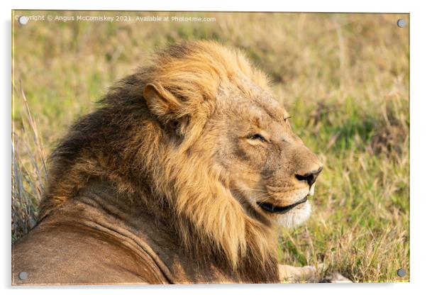 Male lion portrait Botswana Acrylic by Angus McComiskey