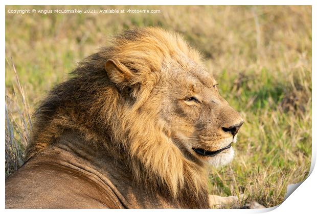 Male lion portrait Botswana Print by Angus McComiskey
