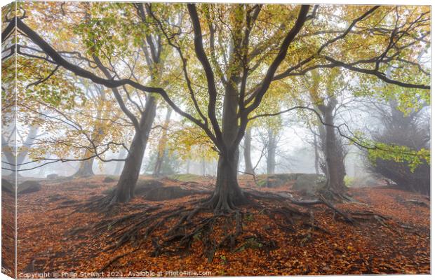 Foggy Autumn Woodland Canvas Print by Philip Stewart