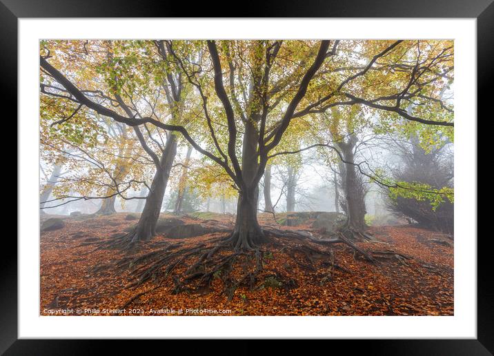 Foggy Autumn Woodland Framed Mounted Print by Philip Stewart