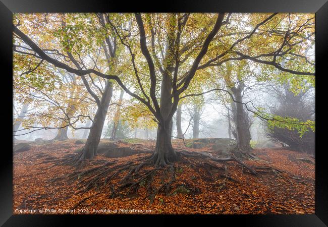 Foggy Autumn Woodland Framed Print by Philip Stewart